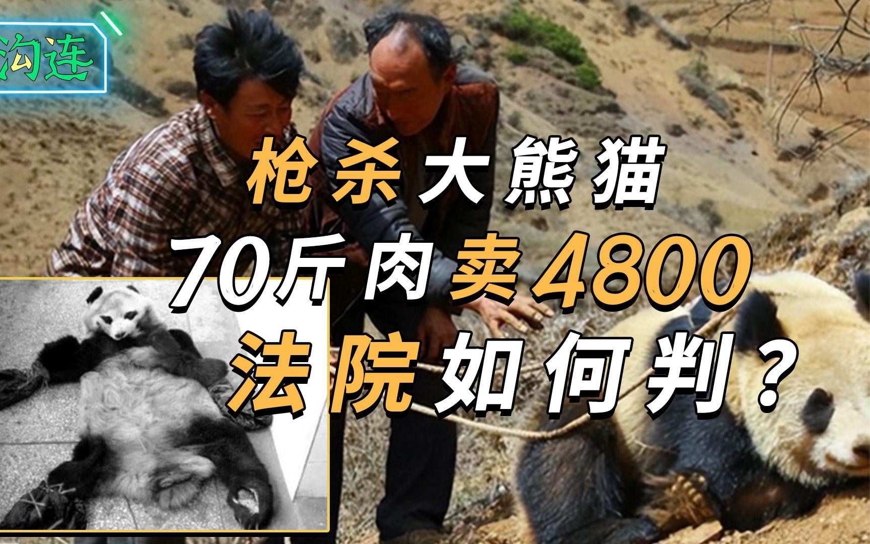 2兄弟枪杀大熊猫70斤肉卖4800,原因令人同情,法院该怎么判?哔哩哔哩bilibili