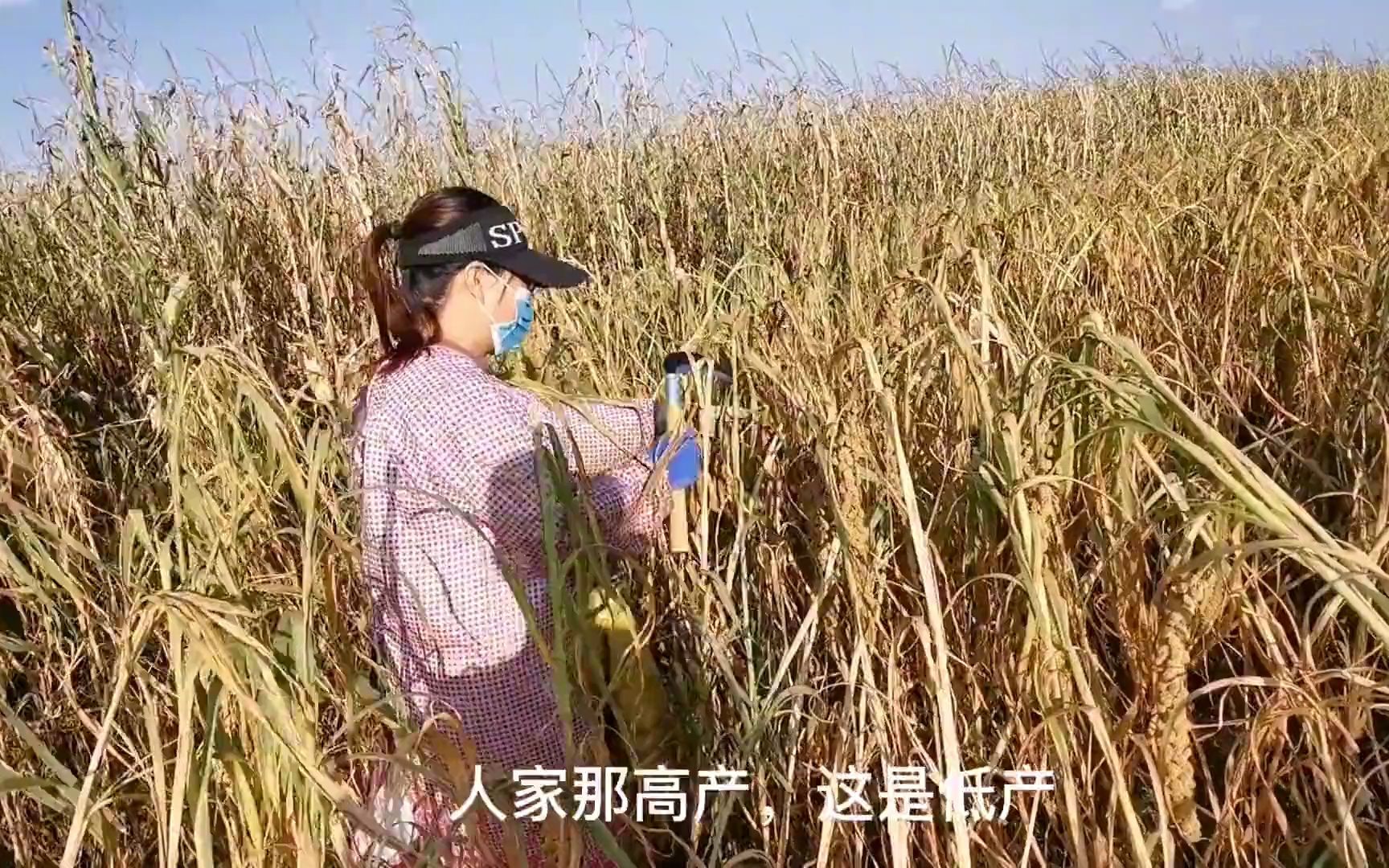 农村小吕:今年谷子大丰收,二姐也跟着来收谷子