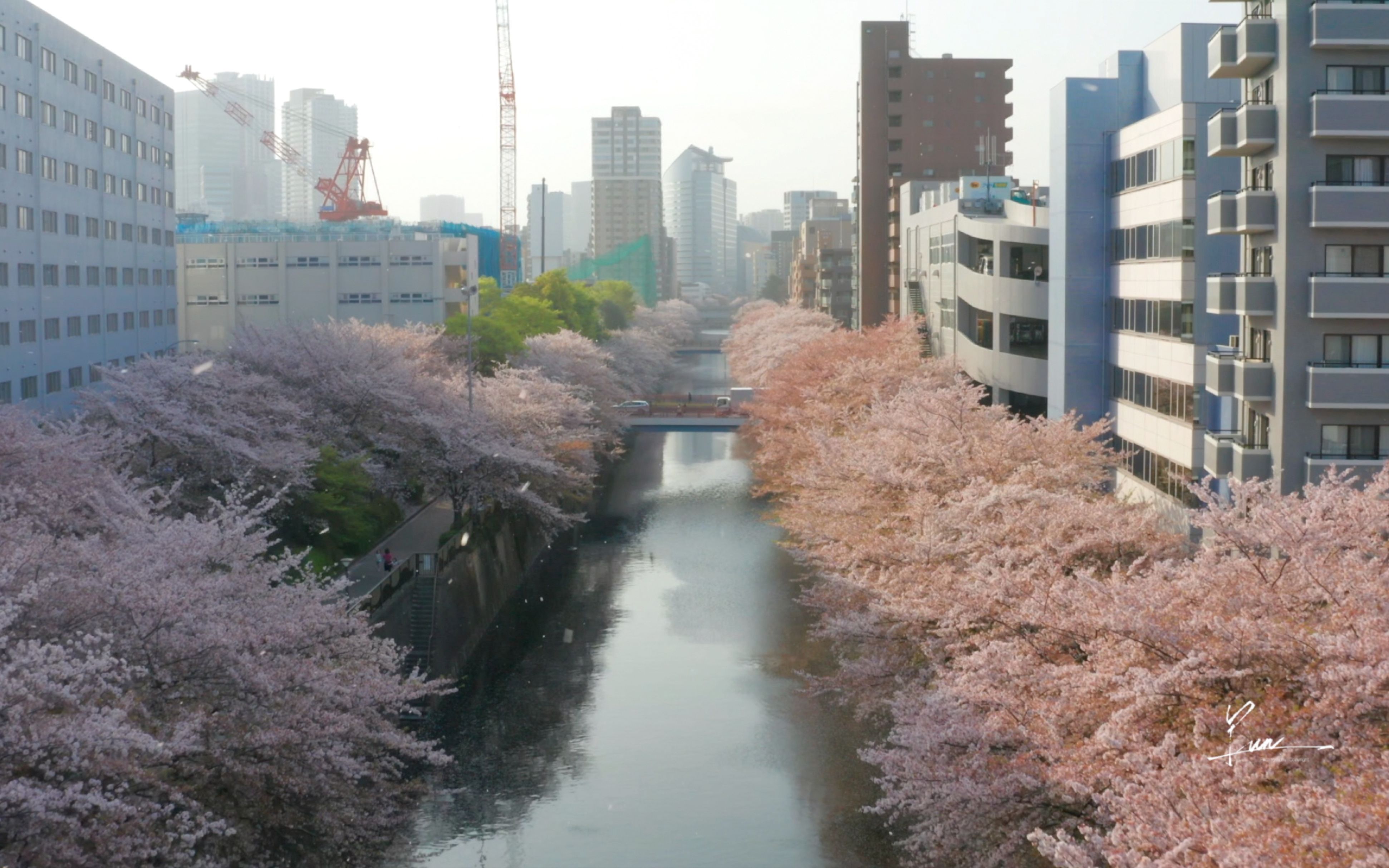 飞鸟的视角!2021年东京目黑川樱花航拍哔哩哔哩bilibili