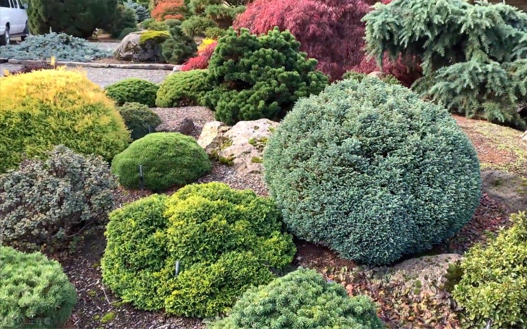 [图]转载 Striking Fall Foliage, Gorgeous Specimen Trees!