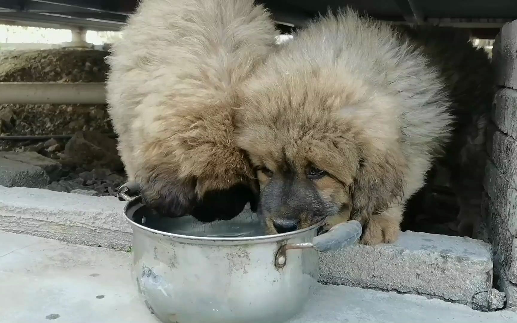 老公又买来2条藏獒幼犬