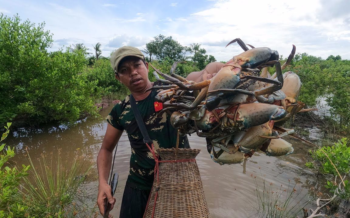 菲律宾红树林青蟹泛滥,当地抓蟹人泥滩抓几十只,日入三千多以上