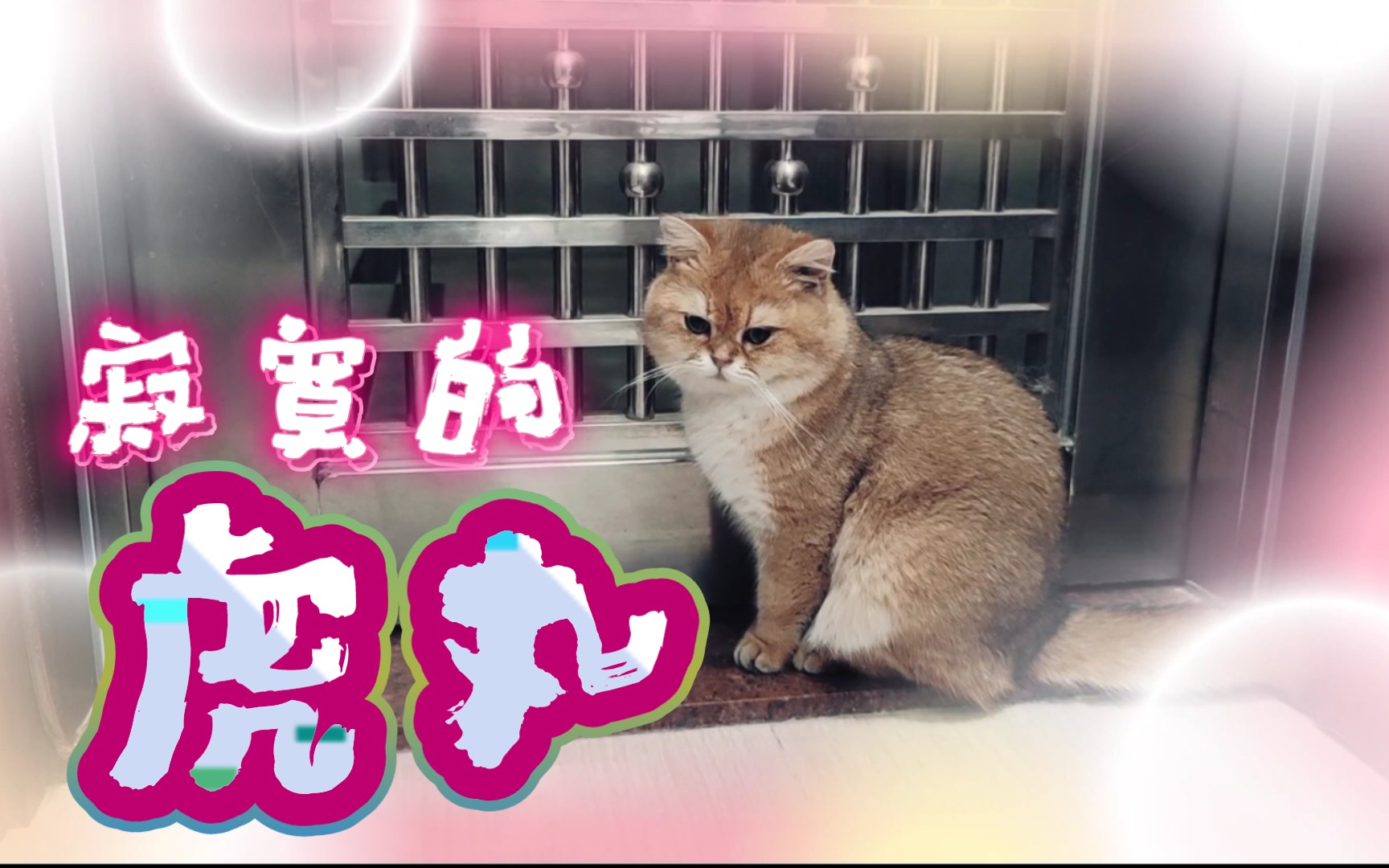 【金渐层猫】 寂寞的虎丸!! (虎丸的猫猫日常#122)哔哩哔哩bilibili