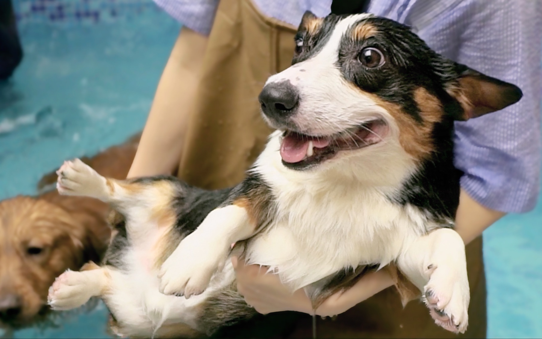 【小短腿duby】_哔哩哔哩_bilibili