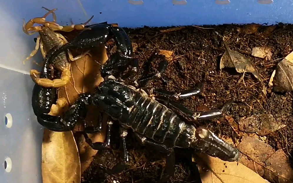 【携刺异蝎】马雨吔东亚