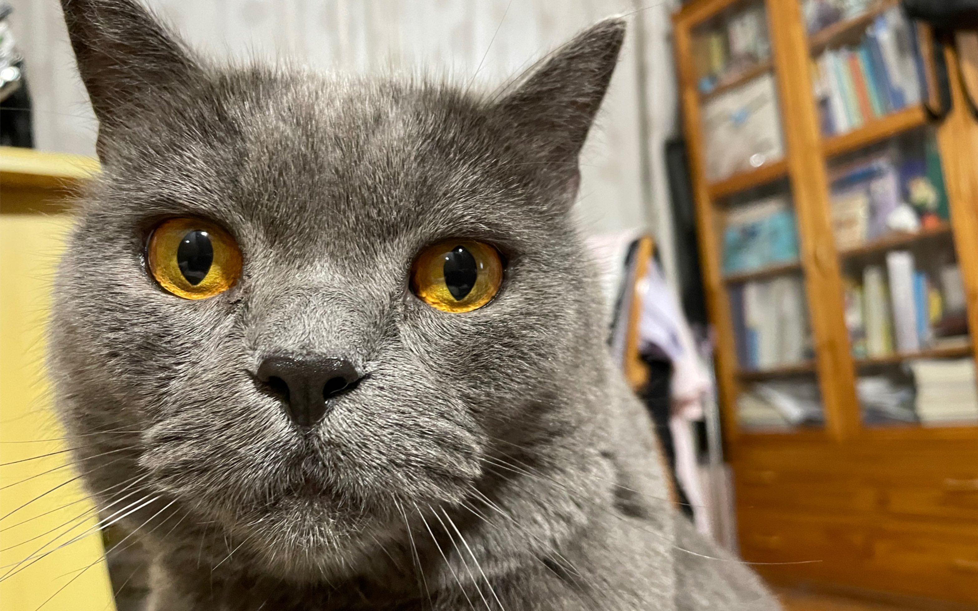 第一视角带你沉浸式撸猫