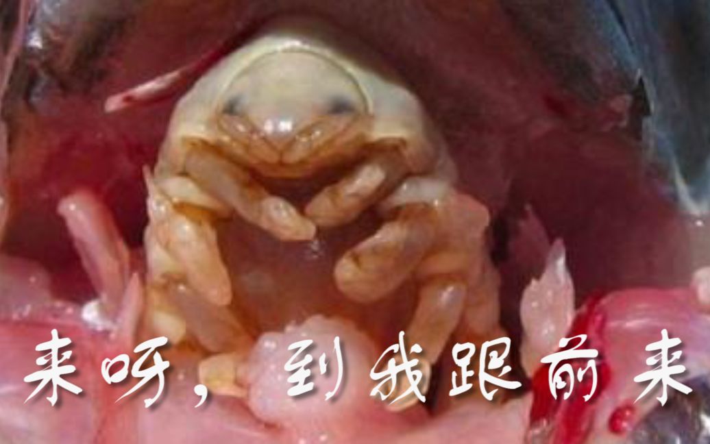 [图]【前方高能】你从没见过的地球生物