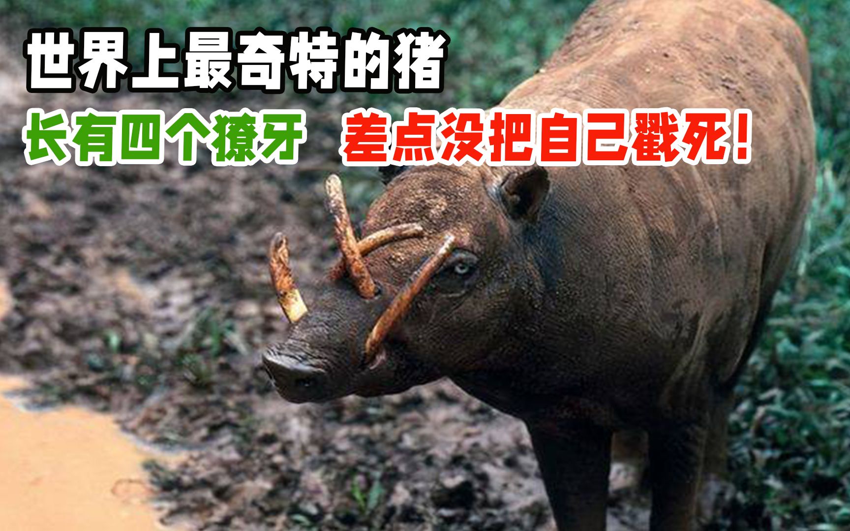 世界上最奇特的猪,长有四个獠牙,差点没把自己戳死!