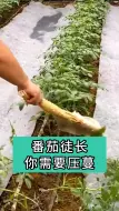 下载视频: 番茄徒长，就给它压蔓吧