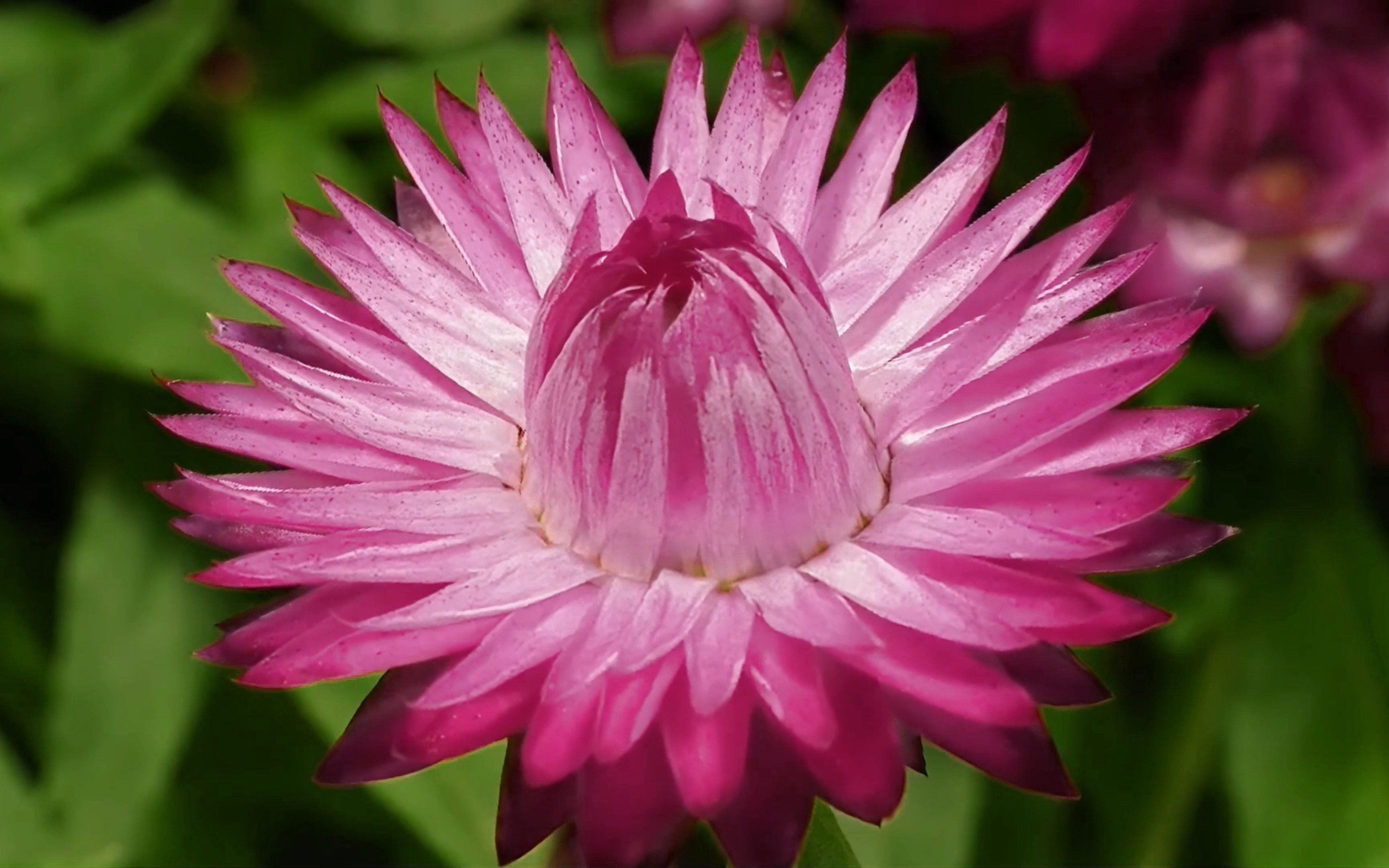 【原创】【延时摄影】每天来看一朵花开/麦秆菊/蜡菊哔哩哔哩bilibili