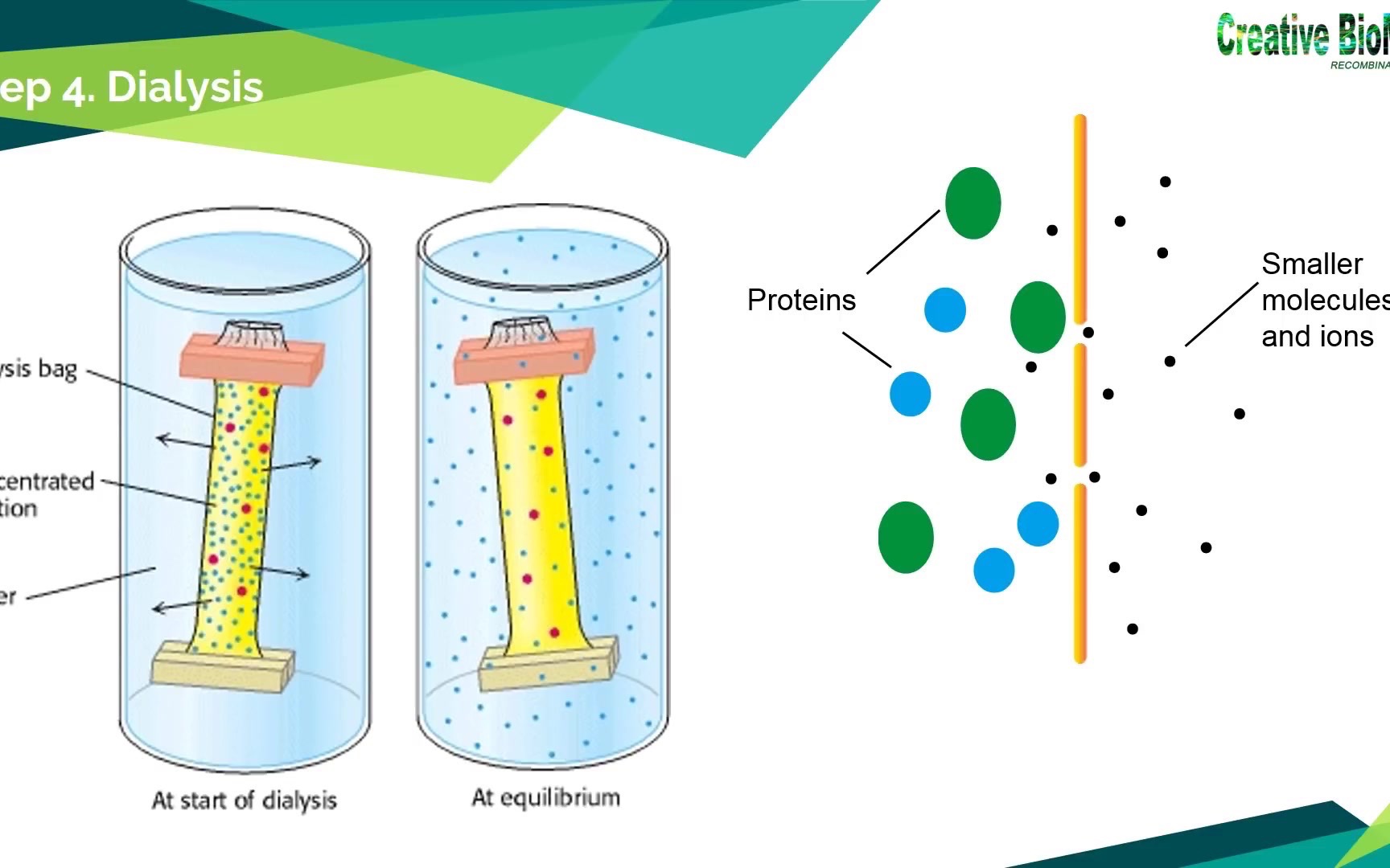 「蛋白质纯化概述」Protein Purification哔哩哔哩bilibili