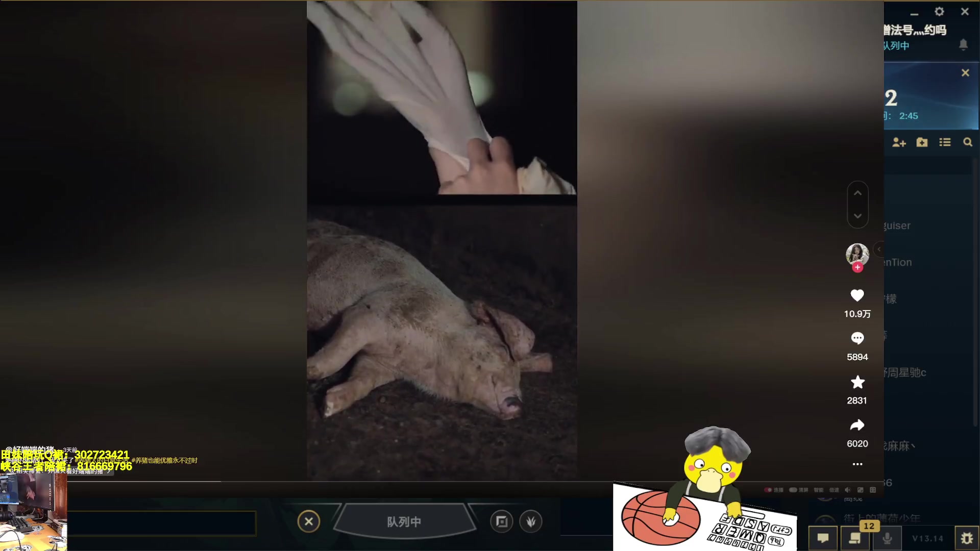 bbgg丶狮子喵 2023-08-01 直播录像
