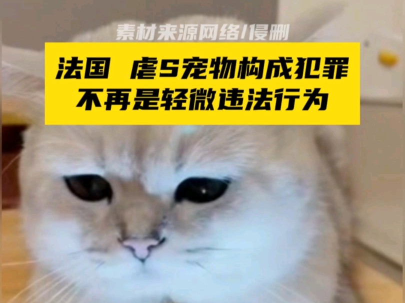 法国严惩nue猫者:法律规定不再是轻微违法行为!哔哩哔哩bilibili