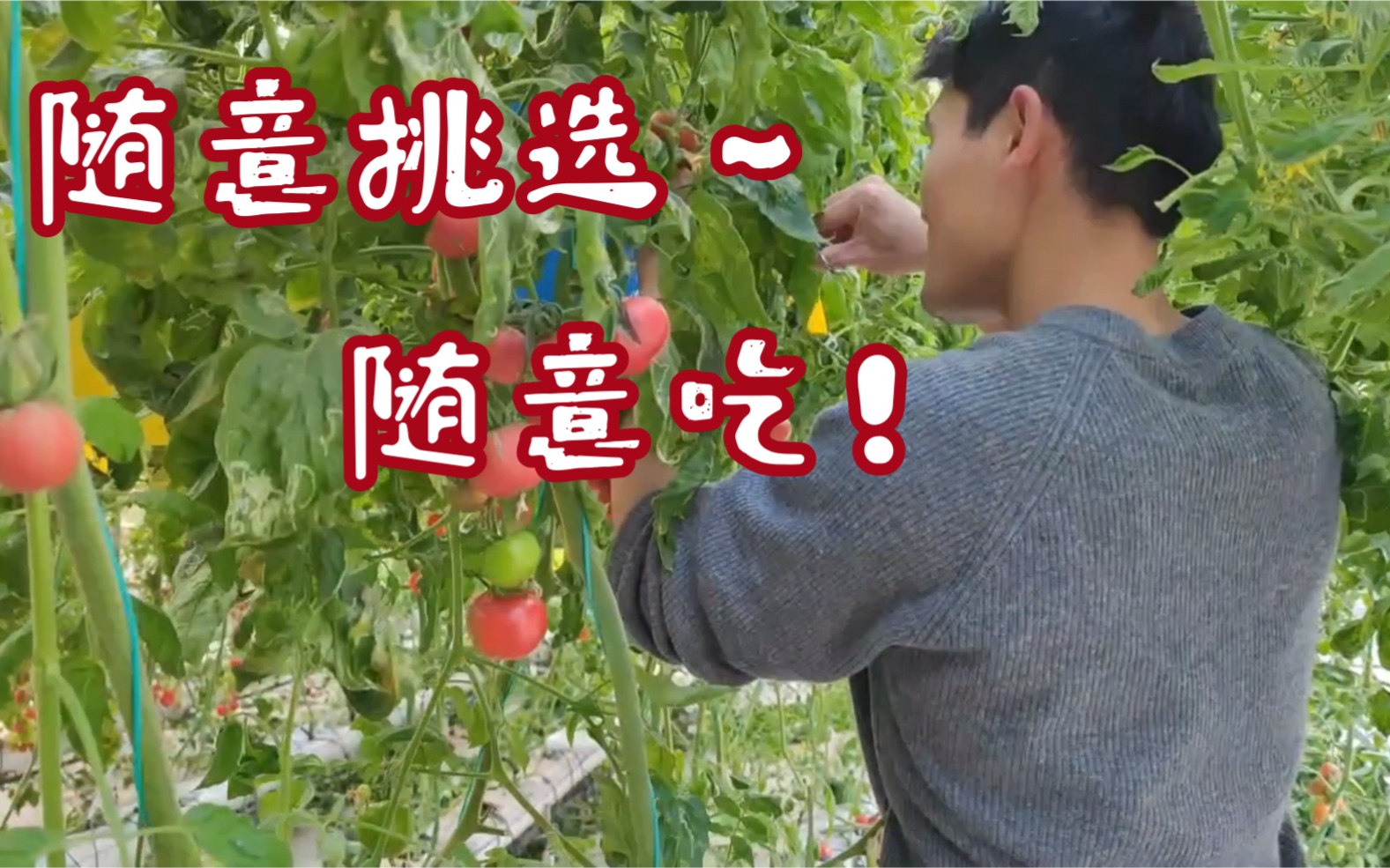 高颜肌肉农学生(不是)带你沉浸式吃番茄【番茄哥送福利啦】