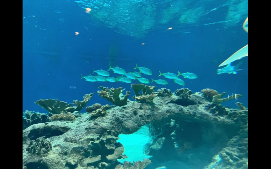 动物狂欢节水族馆图片