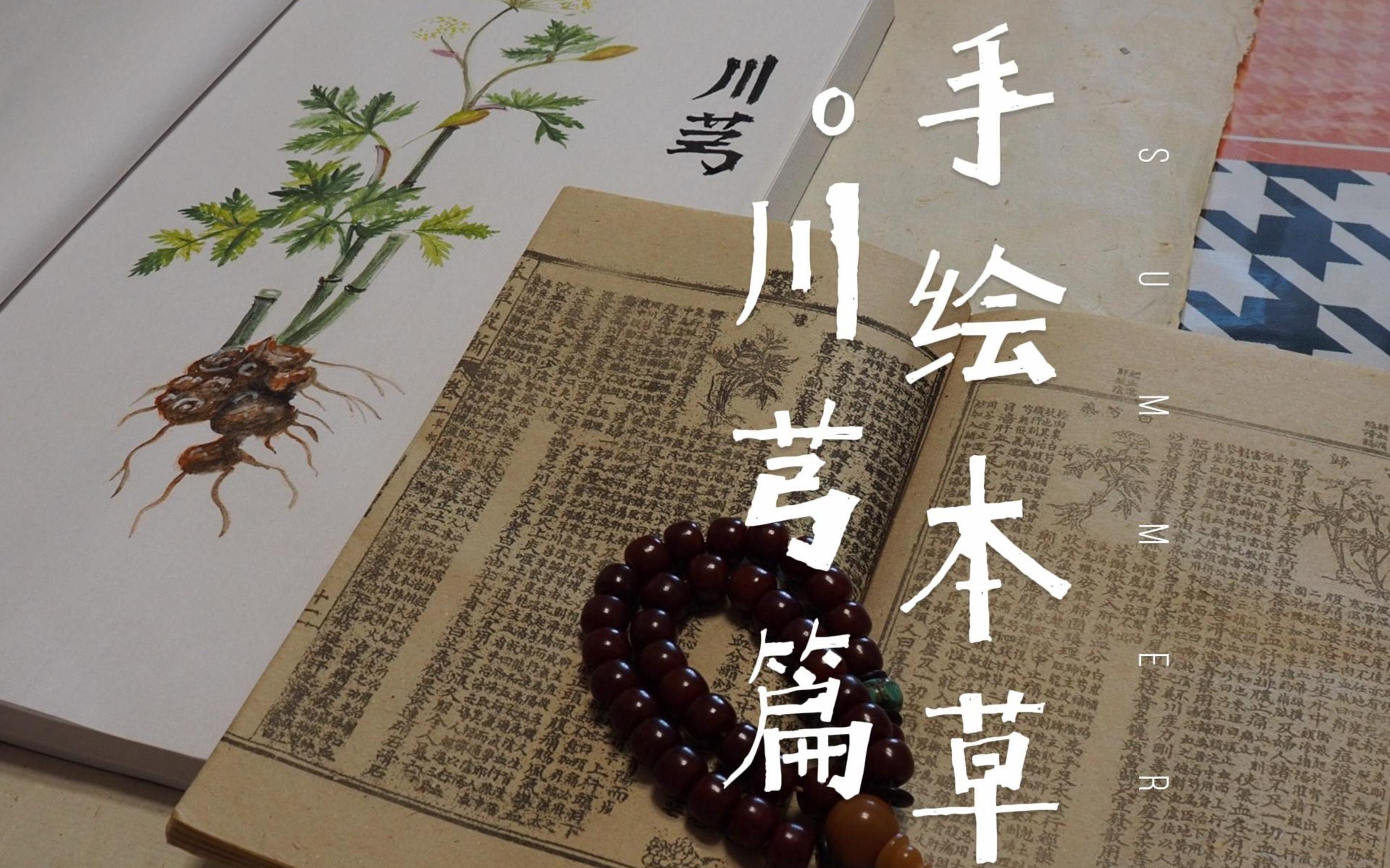 手绘本草·川芎篇