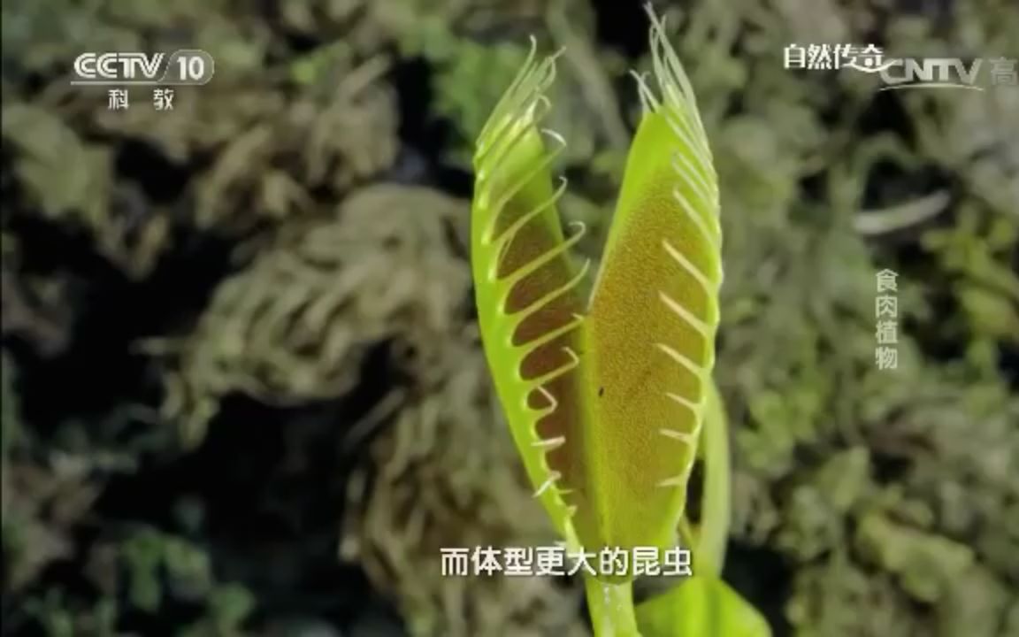 [图]【CCTV科教】自然传奇——食肉植物