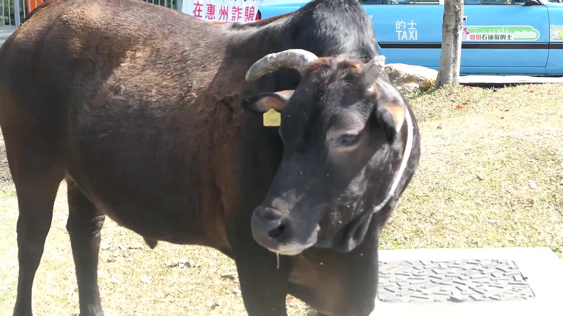 香港昂坪,告别2019的最后一场旅行..搭水晶缆车一览大屿山美景..天坛大佛祈福哔哩哔哩bilibili