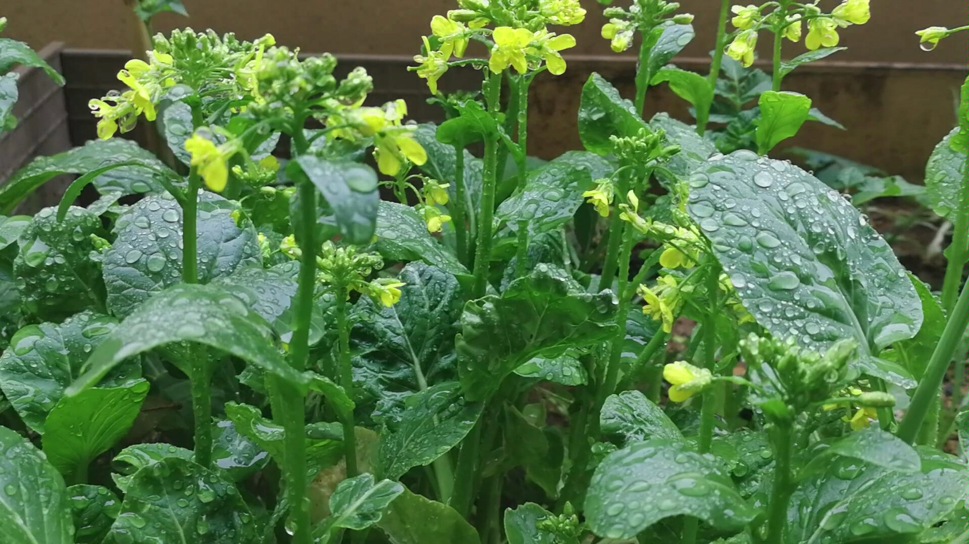 闹市种菜雨后的菜园生机盎然
