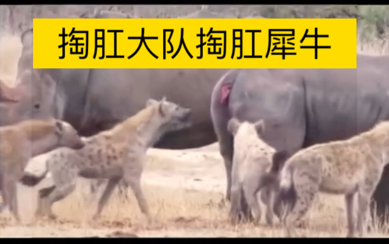 鬣狗掏肛大队掏肛大犀牛
