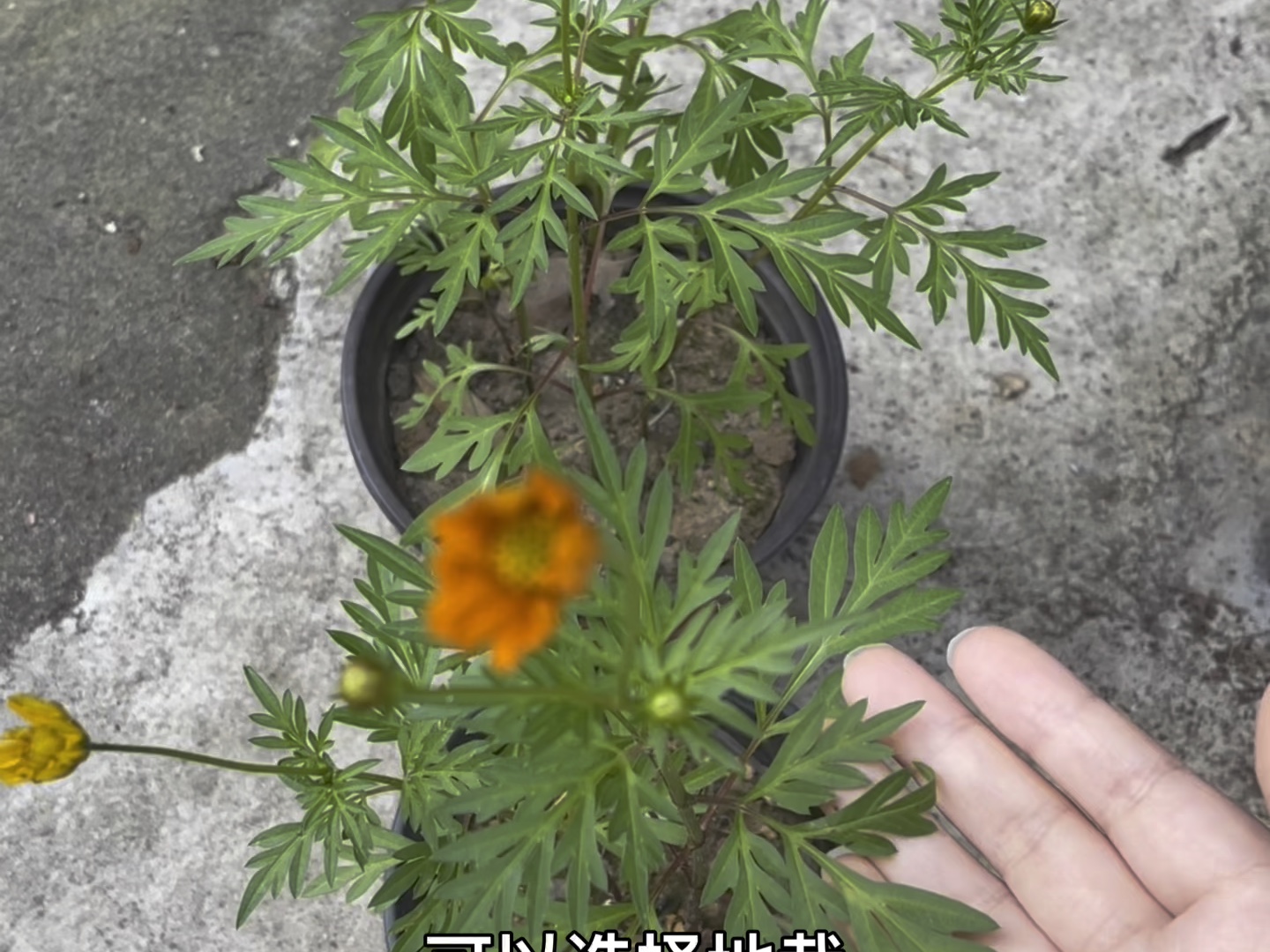 硫华菊幼苗图片图片