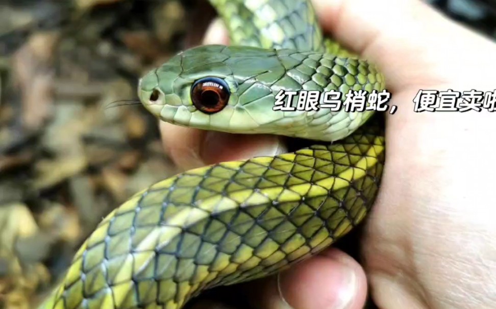 红眼乌梢蛇,便宜甩卖几条
