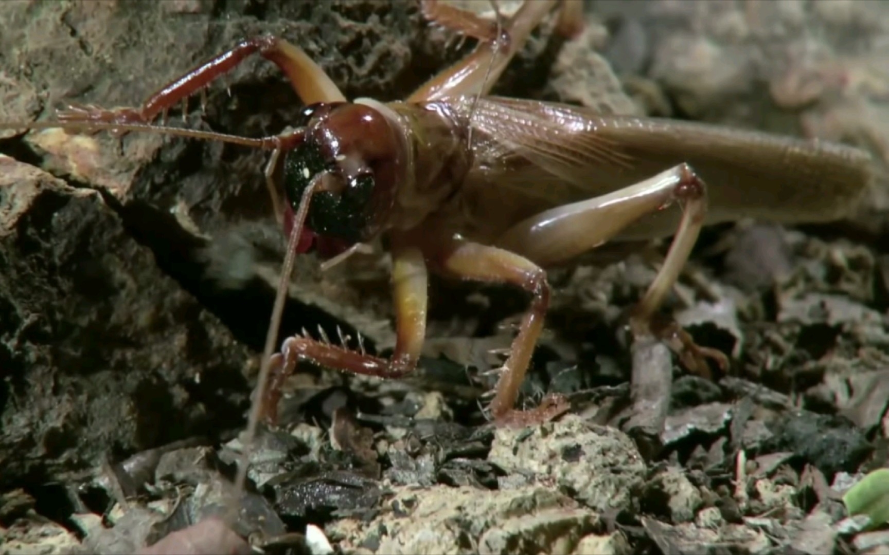 【转载】昆虫生死斗之斗牛犬蟋螽捕食某种澳地捕鸟蛛高清完整版