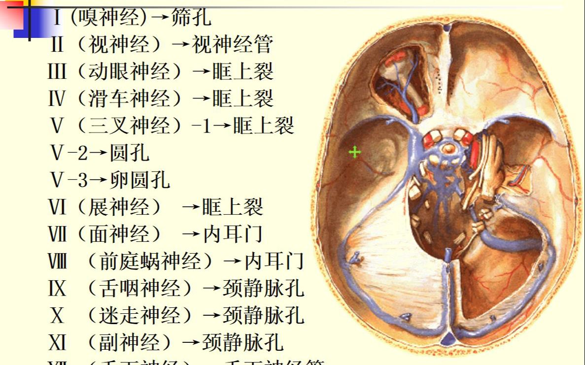 [图]考前急救系统解剖-7-脑神经