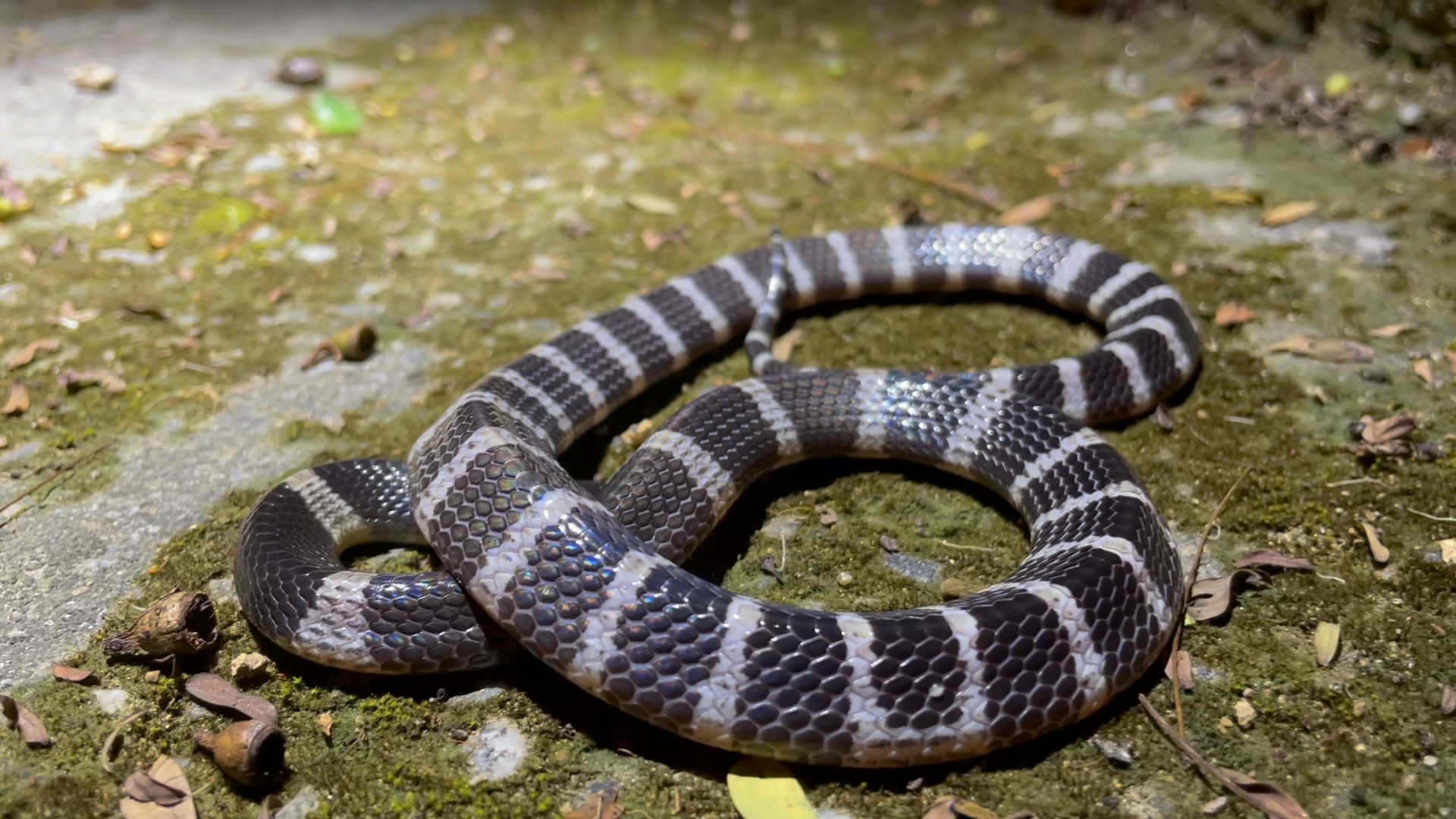 亚洲毒王,银环.只拍摄,不抓捕.
