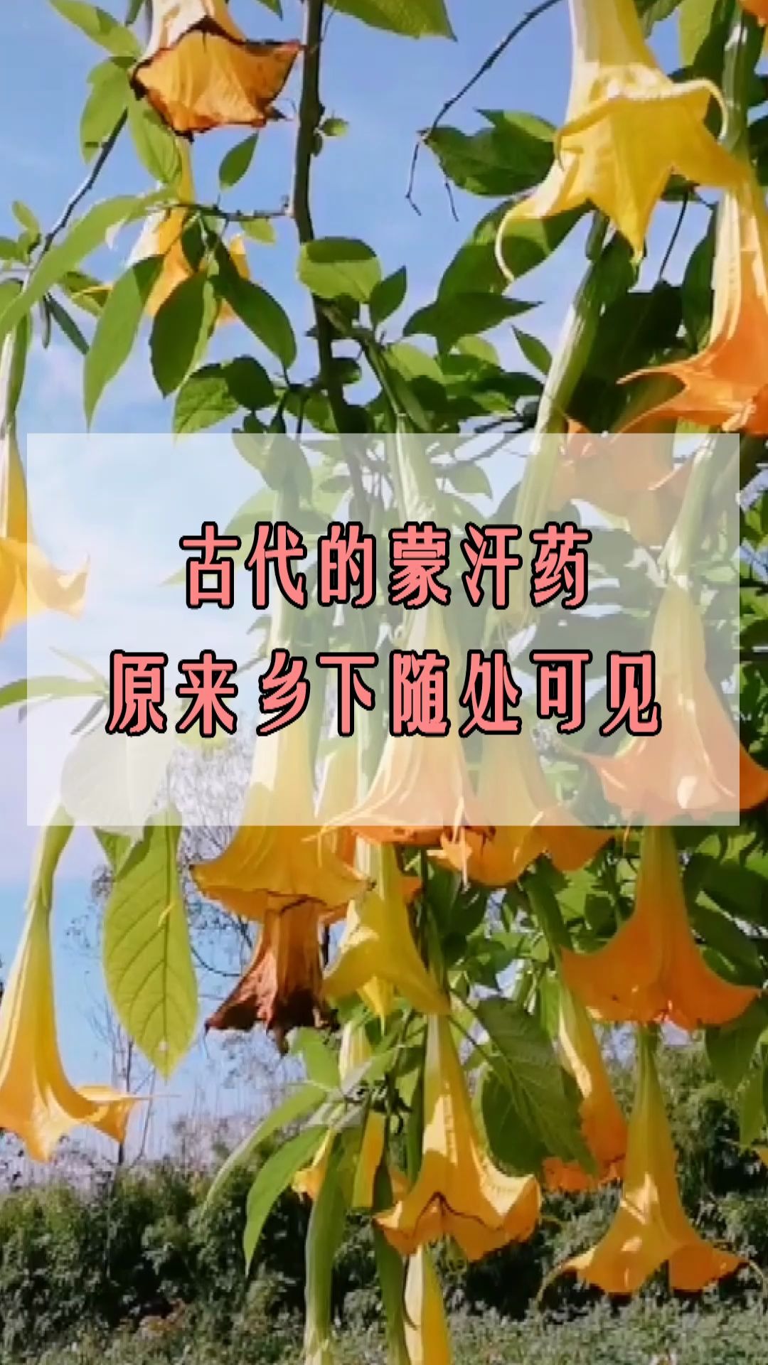 古代的蒙汗药原来乡下随处可见