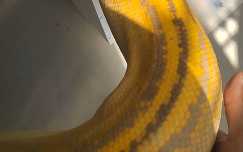 网纹蟒基因展示 紫白化金童虎