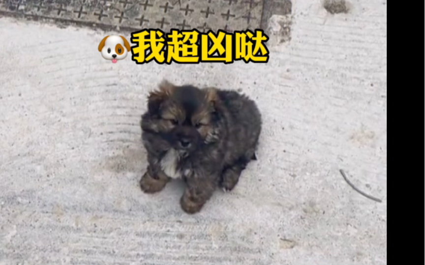 [图]“小心！内有恶犬”