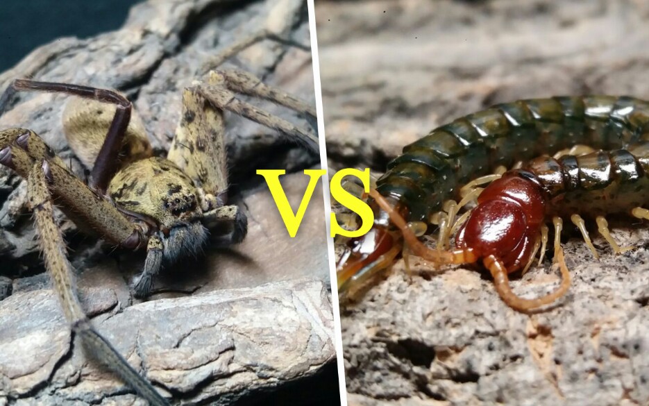 蜈蚣vs狼蛛图片