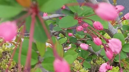 慢下来 花花世界淡定从容 慢下来 一花一世界皆是你 慢下来 宁静平和伴你内心丰盈富足 哔哩哔哩