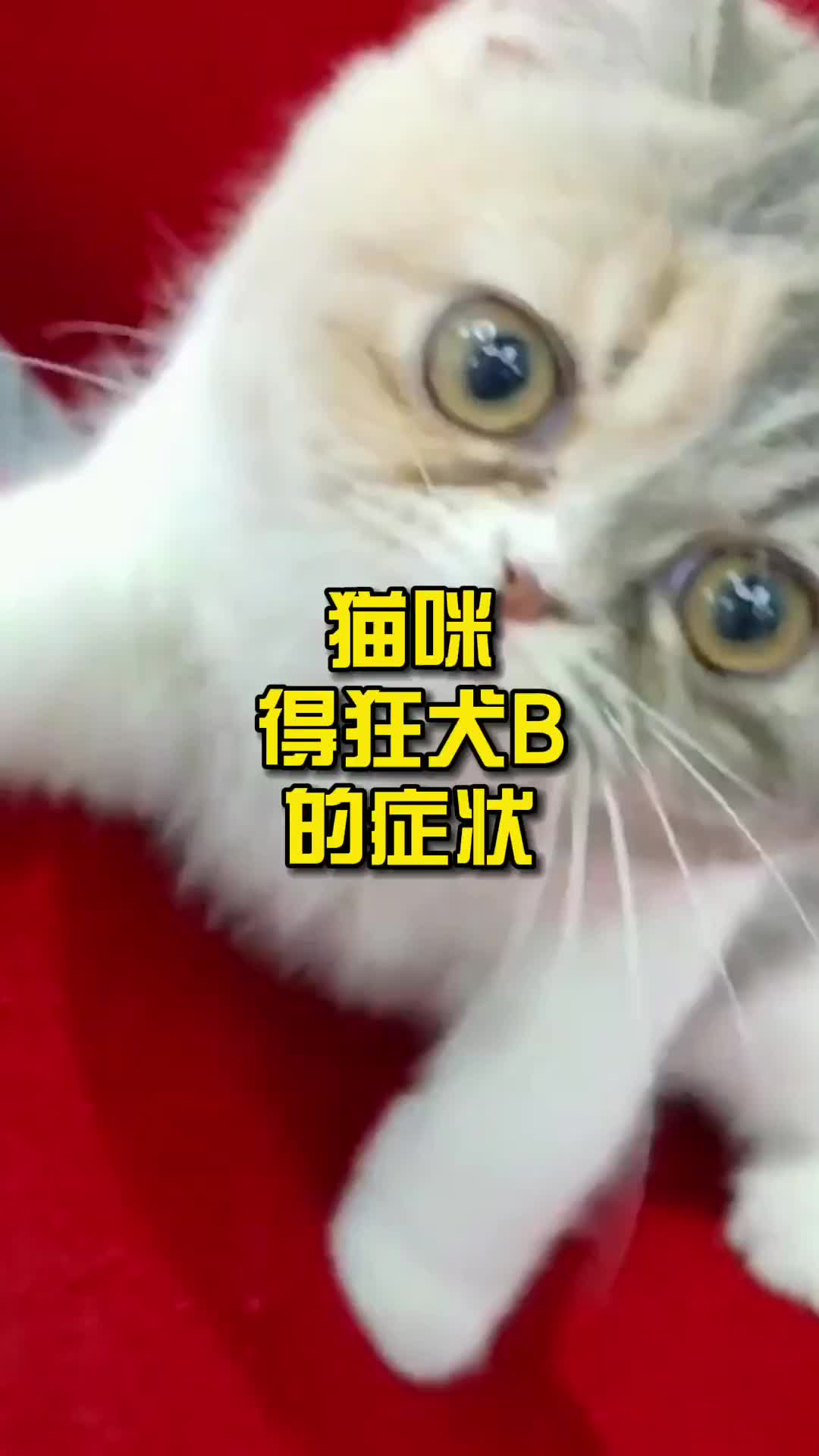 猫咪得狂犬病的症状哔哩哔哩bilibili