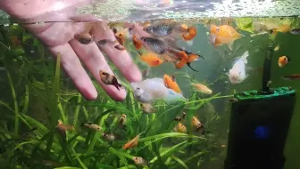 养鱼就要互动，光看不行