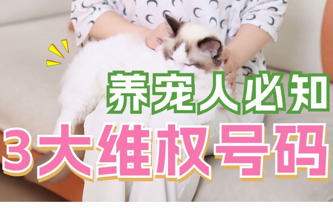 猫咪出问题打什么电话求助?哔哩哔哩bilibili