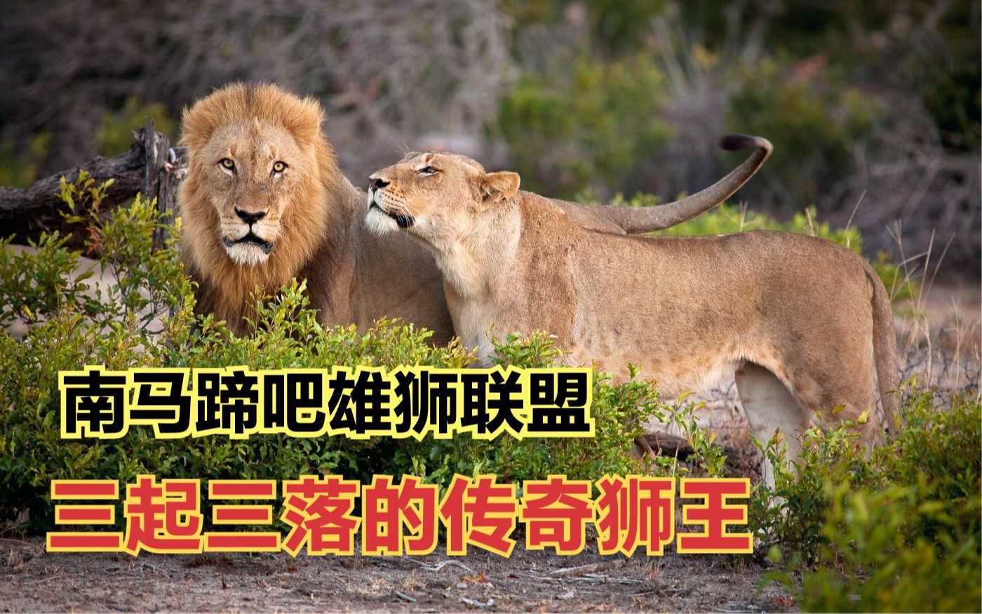 南马蹄吧雄狮联盟,三起三落的传奇狮王一生_哔哩哔哩_bilibili