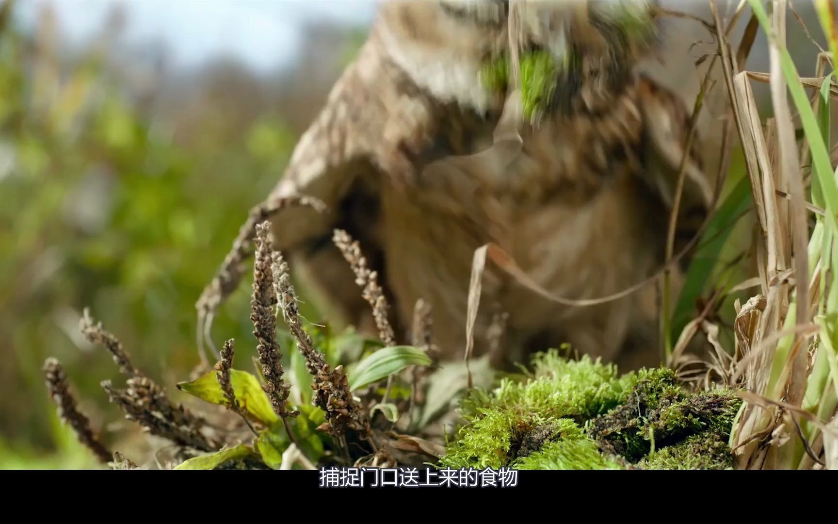 微观世界穴鸮1这部自然纪录片系列捕捉了各种小动物令人着迷的生活小