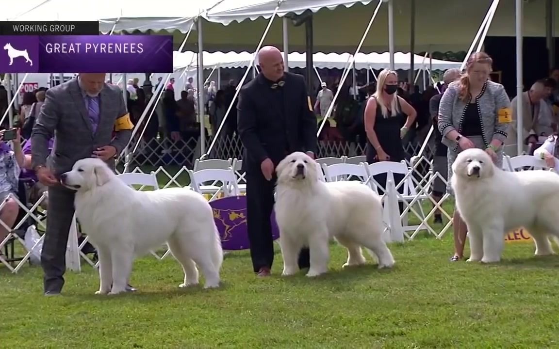 [图]2021西敏寺犬展：大白熊犬