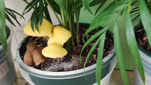 震惊!花盆里长了黄色蘑菇!
