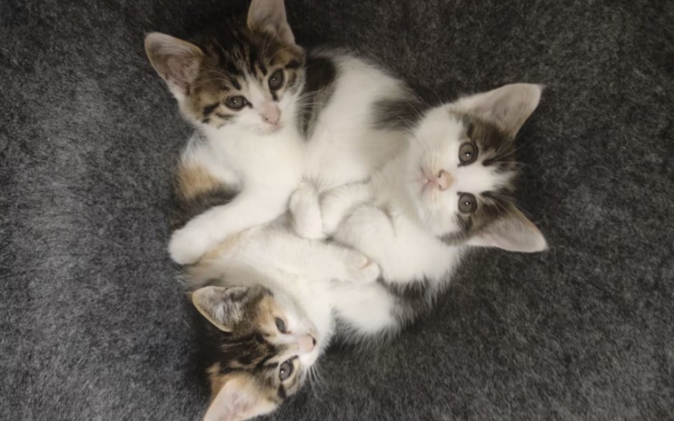 三头六臂一只猫93