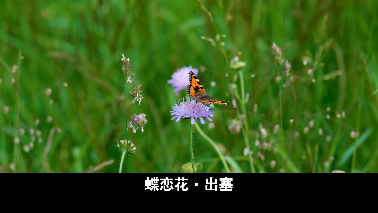 [图]出塞：蝶恋花的边境之旅