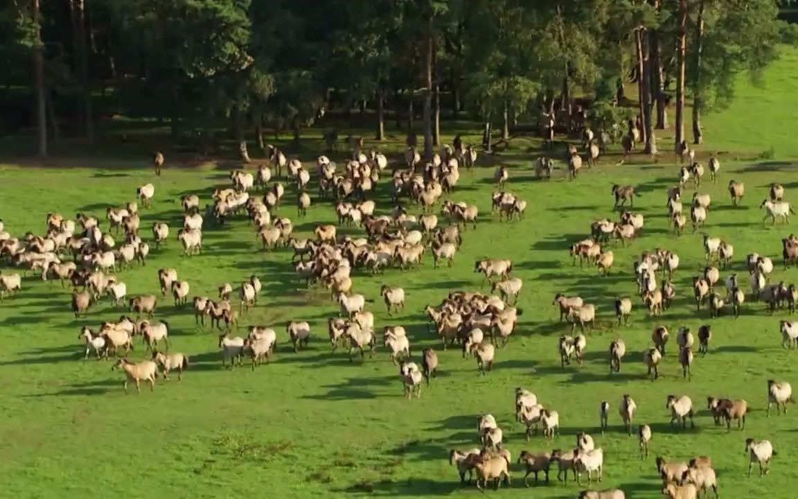 [图]【4分钟纯音乐】太平洋乐队《草原情歌》，我俩手牵手我俩心连心