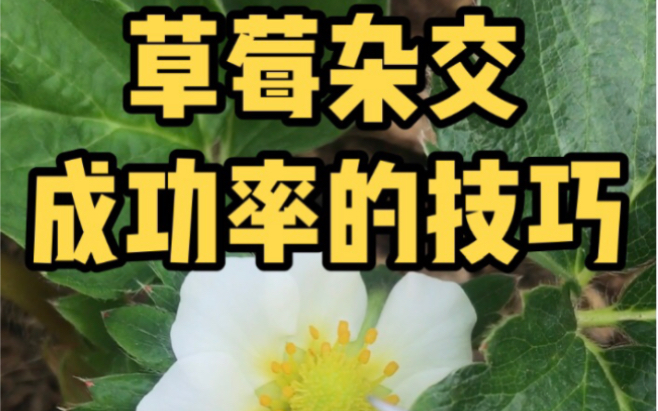 草莓杂交,提高成功率的技巧!!哔哩哔哩bilibili