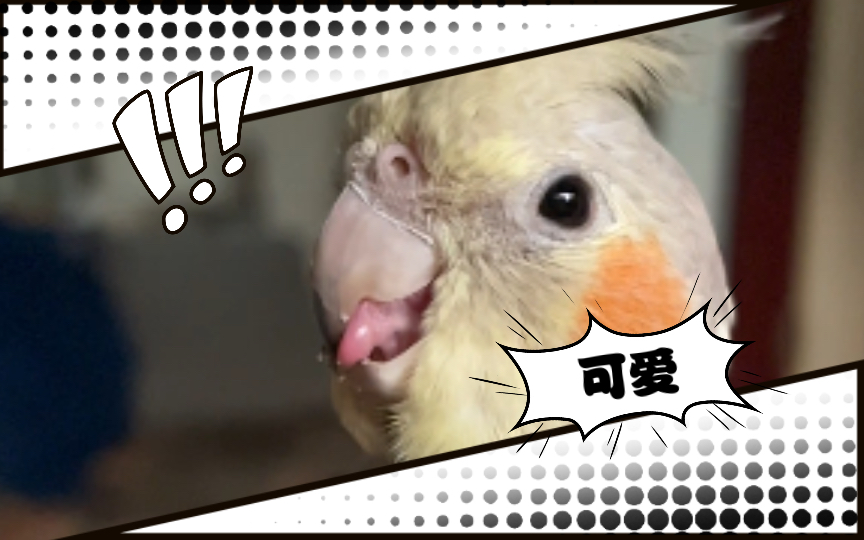 【玄凤鹦鹉】一分钟纯享版玄鸡磨牙,吐舌头
