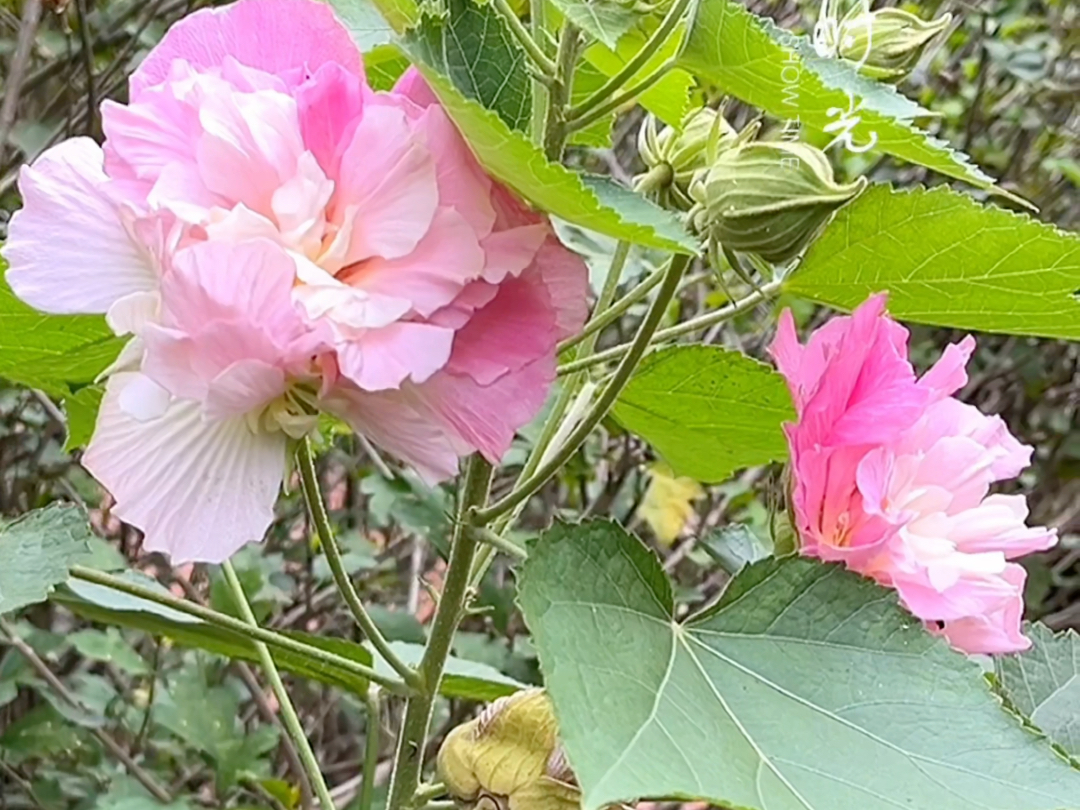 佳哉木芙蓉,秋晚芳意足.哔哩哔哩bilibili