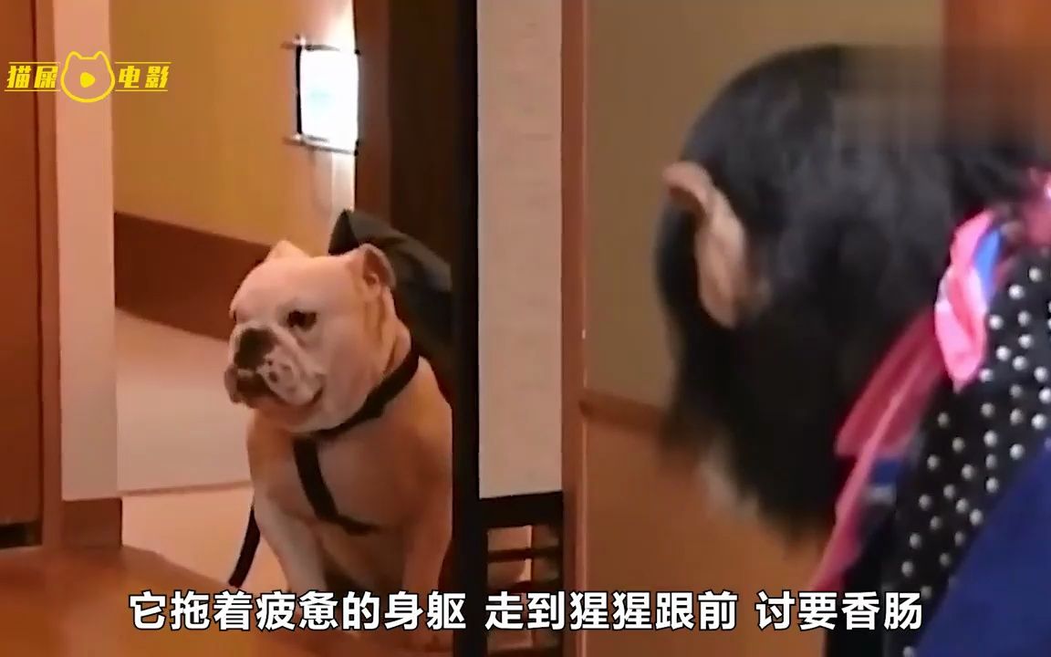 [图]这条狗狗竟然会擦玻璃，包工头竟然是猩猩！《狗狗猩猩大冒险》