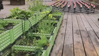 屋顶水培系统，成本低，值得大面积推广