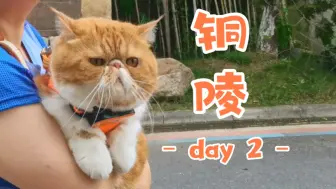 Download Video: 【加菲】猫猫我呀，又旅游去了呢！②